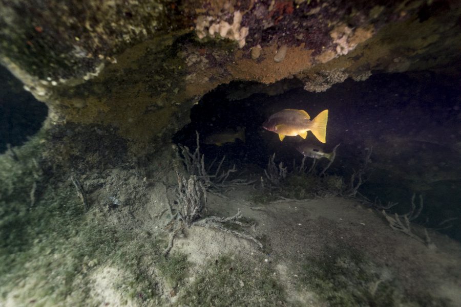 Alla scoperta dei Cenote