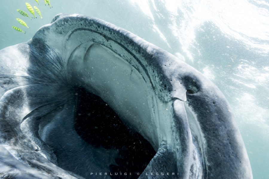 Mafia island: gli squali balena del regno di smeraldo